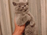 55 Günlük Yavru British Shorthair Kediler