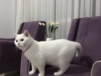 SCOTTİSH STRAİGHT OĞLUMA GELİN ADAYI ARIYORUZ