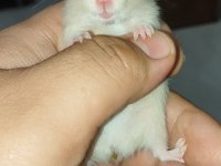 RENK GÜZELİ TEDDY BEAR HAMSTER