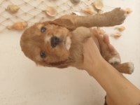Çok ama çok uygun bayram şekeri cocker köpekler
