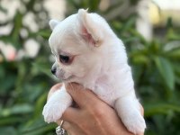 SEVİMLİ VE EĞİTİMLİ CHIHUAHUA YAVRULAR