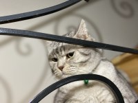 ÜCRETSİZ SAHİPLENDİRME BRİTİSH KEDİMİZ
