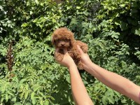 Kore Poodle Bebekler