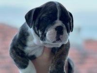 A kalite ingiliz bulldog bebek