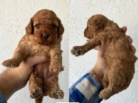 Ev ortamında büyüyen yavrular ırk ve sağlık garantili poodle
