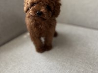 Kore kan toy poodle bebekler