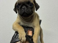 Irk Ve Sağlık Garantili Pug