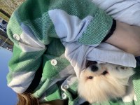 Pomeranian boo 10 kasım doğumlu