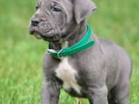 2 Aylık Canavar Cane Corso Yavrularım
