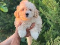Maltipoo Yavrularımızı Canlı Görerek Alabilirsiniz