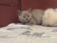 KOCA KAFA KEDİLERİMİZ AA KALITE SAFKANDIR