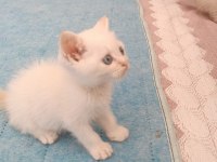 british shorthair yavruları