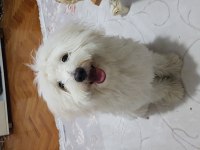AMA ÇOK ŞEKER MALTESE