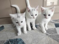 2 aylık 3 erkek yavru british shorthair