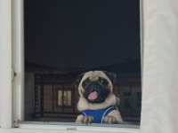 1 yaşında Aşıları Tam Pug