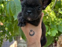 Uygun dişi french bulldog