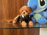 Show kalite toy poodle yavruları