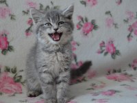 British shorthair yavrular