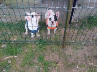 FRENCH BULLDOG 6 AYLIK YAVRULARIMIZ