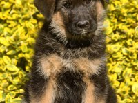 ALMAN ÇOBAN KÖPEĞİ YAVRULARI