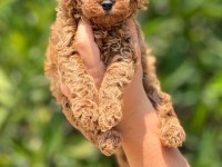 Tüy dökmeyen poodle yavruları