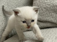 7 adet yavru scottish fold