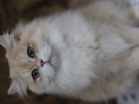 British longhair erkek kedimiz