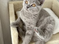 SAFKAN BRITISH SHORTHAIR