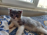 3 Aylık British Shorthair (Aşılı ve Eğitimli)