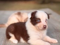 Ultra kalite border collie yavrularımız
