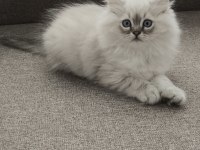 Pamuk gibi chinchilla yavrum