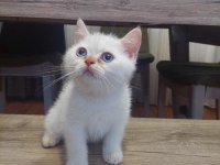 British shorthair 2 aylık erkek yavru