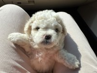 Ayı Surat Maltipoo Bebeklerim