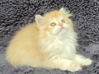 Güzel British Longhair Kızım Yeni Evini Arıyor