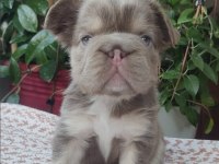 EGZOTİK YAVRU KÖPEKLER