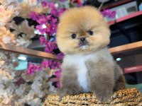 Micro pomeranian boo