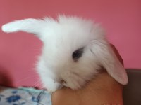 Evcil lop tavşanı
