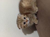 Yavru scottish fold kedimiz uyguna verilecek