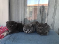 Bebişlerimi sahiplendiriyorum