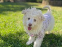 4 aylık yavru günü gelen tüm aşıları yapılmıştır maltipoo
