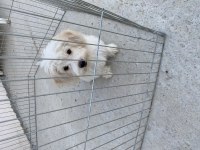 Terrier dişi 4 aylık