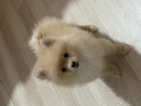 Pomeranian boo 3 aylık