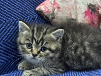 British shorthair ve scottish fold