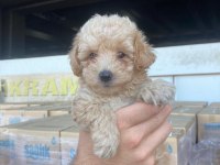 KIVIR KIVIR 0 NUMARA POODLE