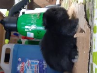 Hollanda lop tavşan yavrusu
