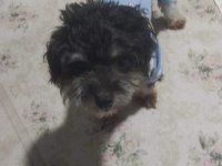 Köpeğimiz komutsuz hareket etmiyor