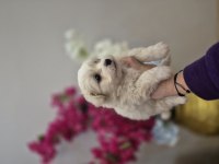 Maltese terrier yavrusu