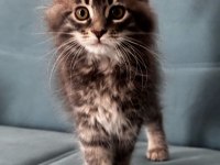 2 AYLIK şecereli Dev Maine coon yavrular