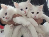 Van kedisi yavruları