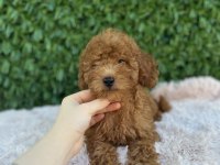 Toy Poodle bebekler